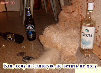 Коты, кошки, котята