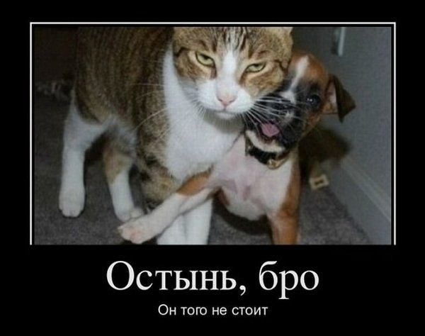 Забавные картинки из Сети