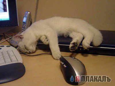 Коты, кошки, котята