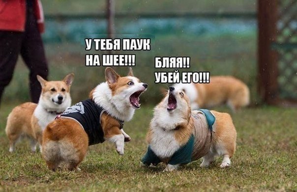 Картинки