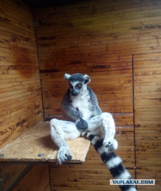 Самый грустный стриптиз