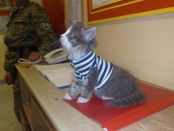 Божьи твари
