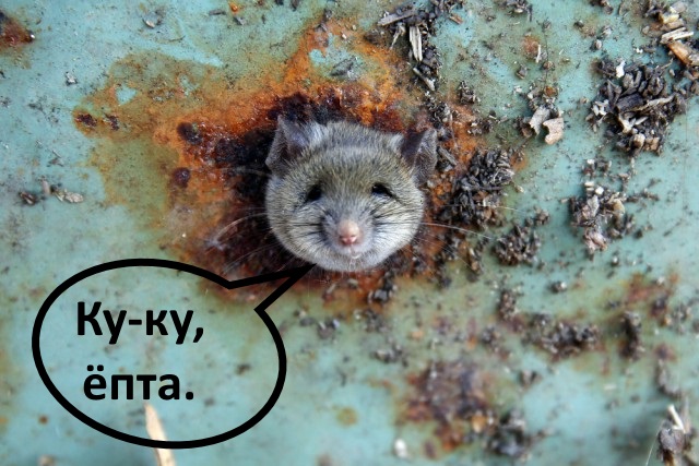 Влип крысеныш