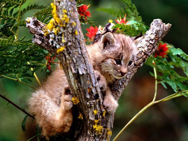 Самые смешные животные