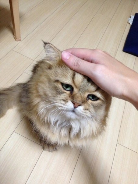 Коты из сети