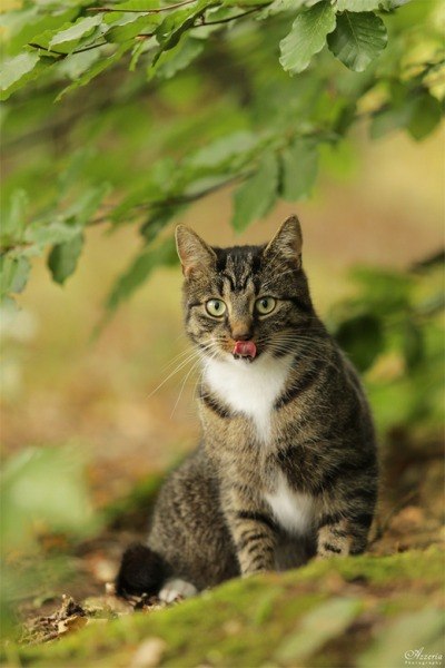 Коты из сети