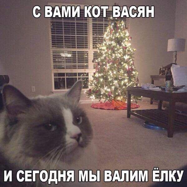 Коты из сети
