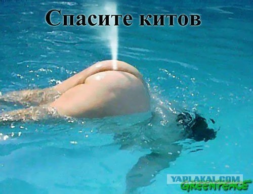 Синий кит
