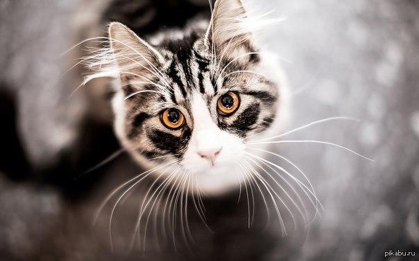 Коты и Кошки