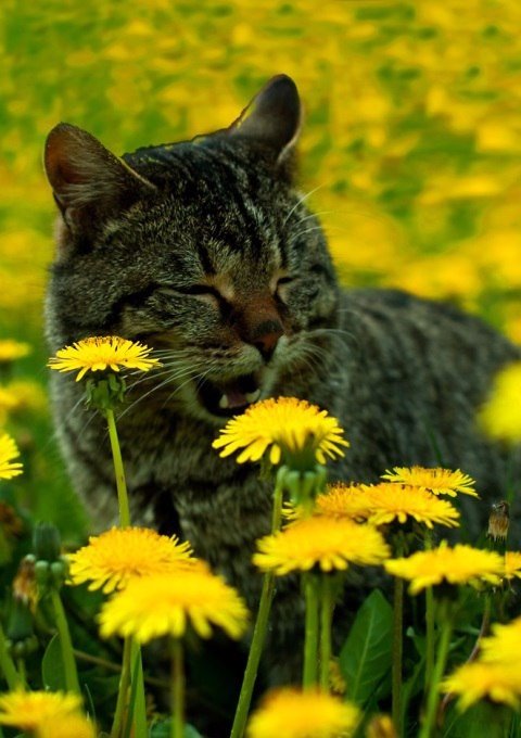 Коты и Кошки