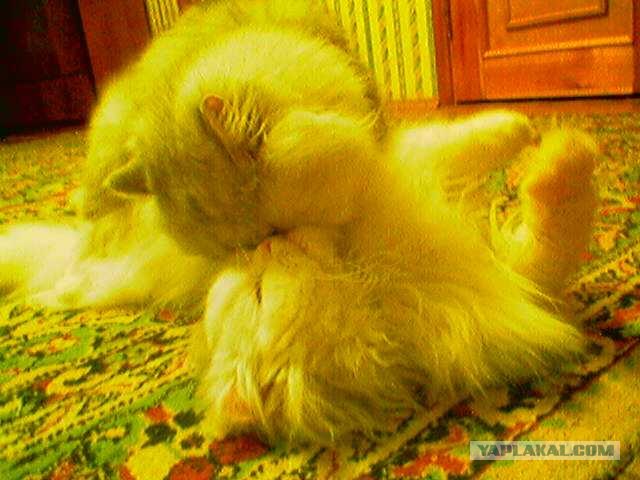 Кошачья сказка