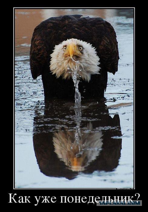 Анекдоты на понедельник!