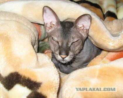 Уррааа! Котомет на ЯПлакалъ.