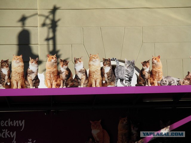 Котовторник на ферме (65 фот)