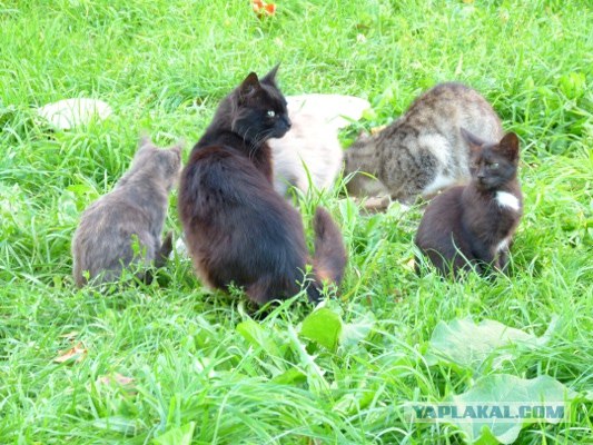 Котовторник 2.10.2012