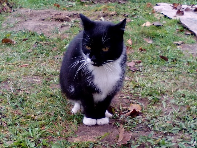 Котовторник!