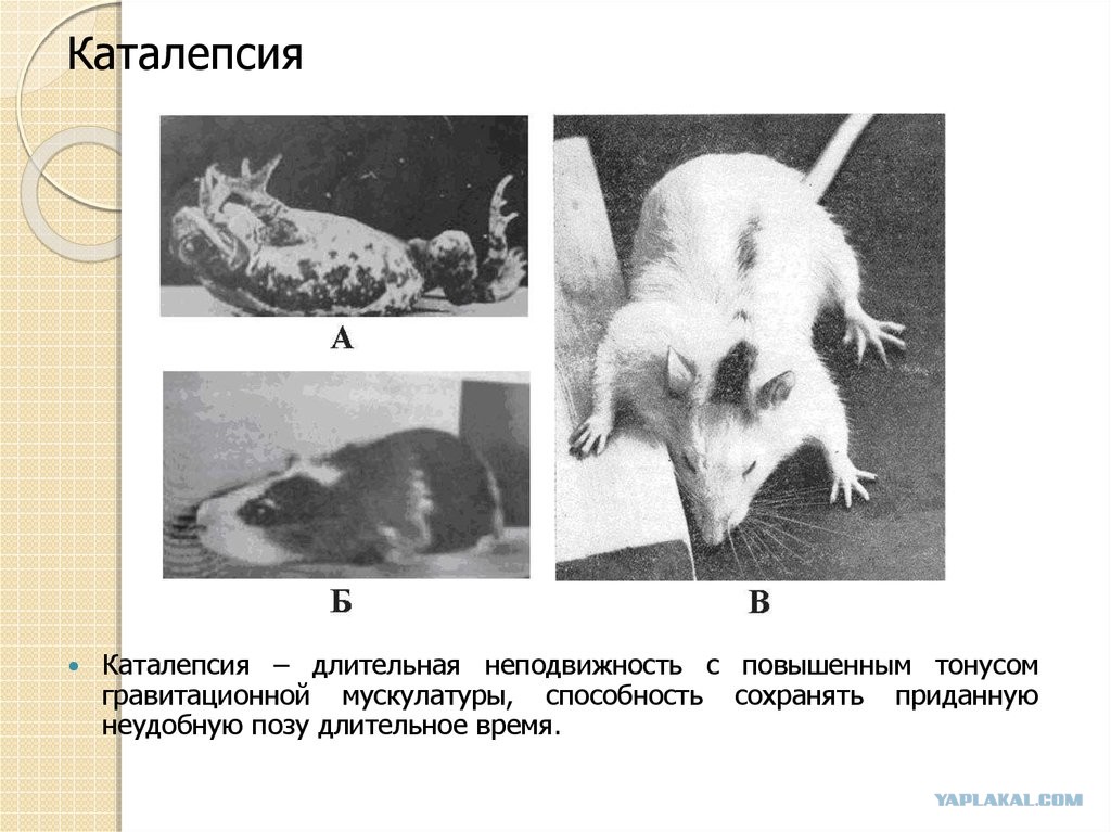 гипноз факты. восковой гибкостью (каталепсией. восковидная каталепсия. гипноз каталепсия. каталептогенное действие это.