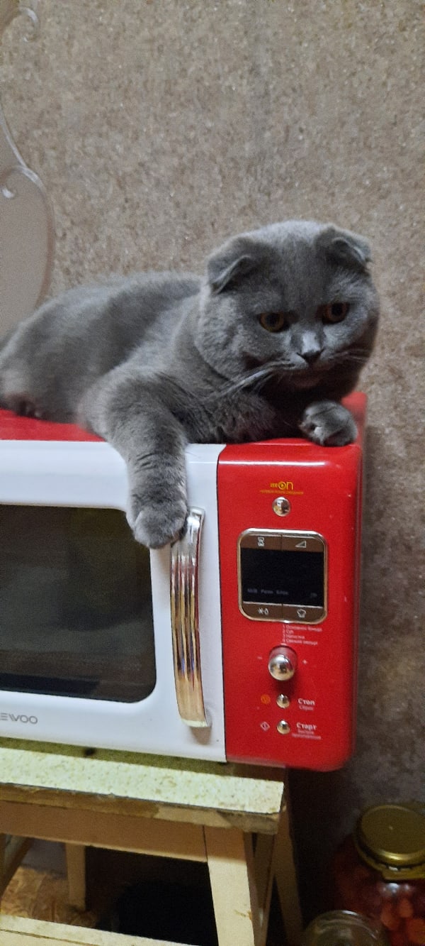 Эти забавные животные