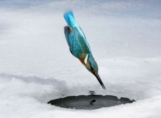 Глазки отдохните: подборка живности всякой