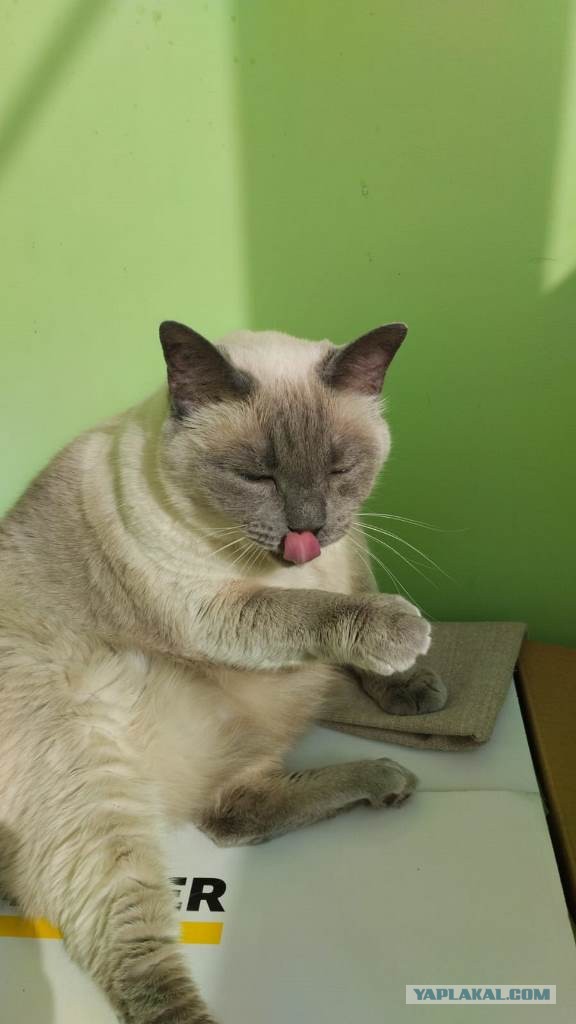 Всех с котовторником