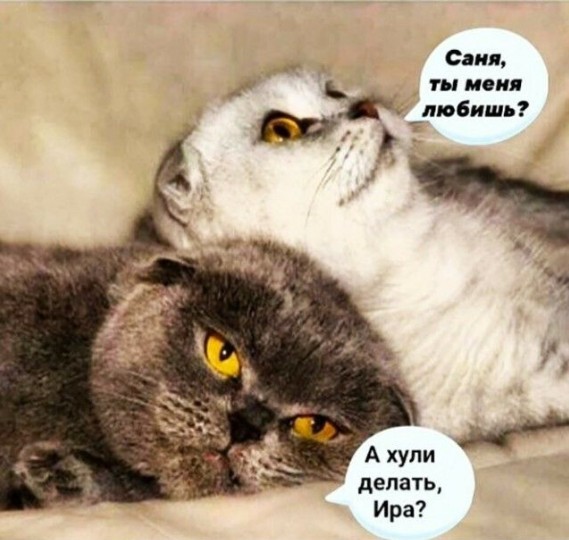 Котовторник 29.09.2026