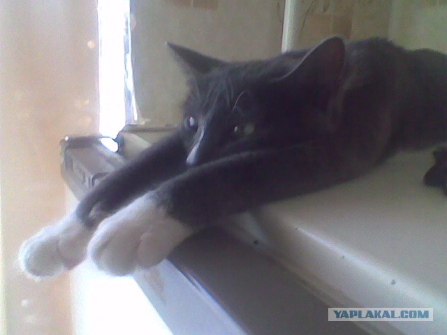 Котовторник на 24.09.2013г