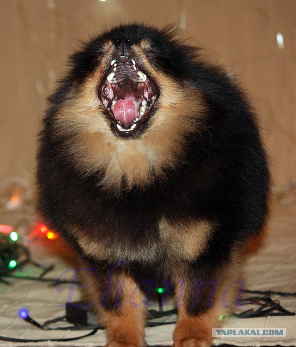 Собакочетверг на 02.01.2014