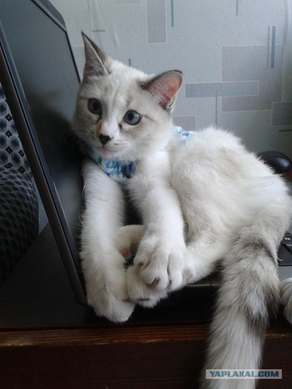Котовторник 24.06.2014