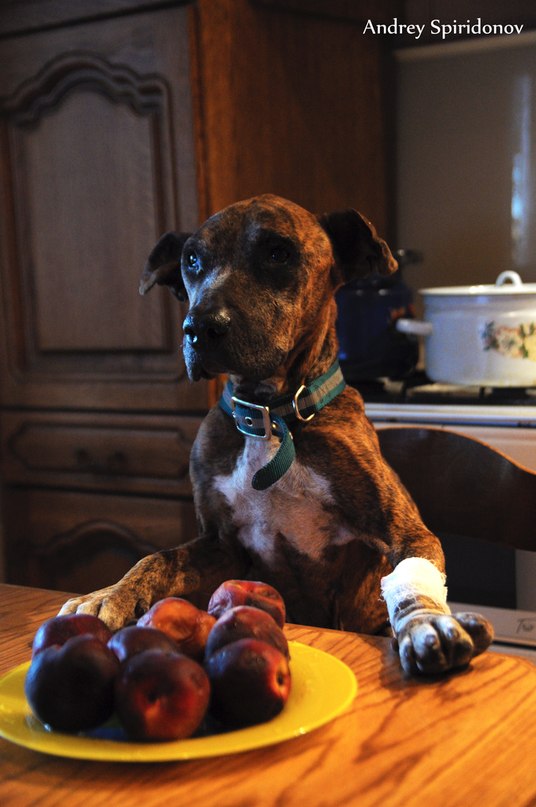 История спасения собаки