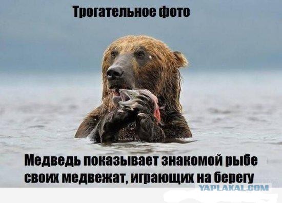 Камчатские медведи пируют