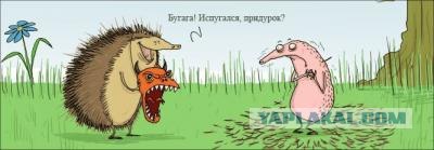 Будь здоров - Ёжик!