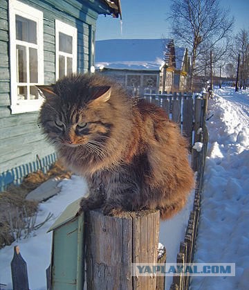 Опасный котэ