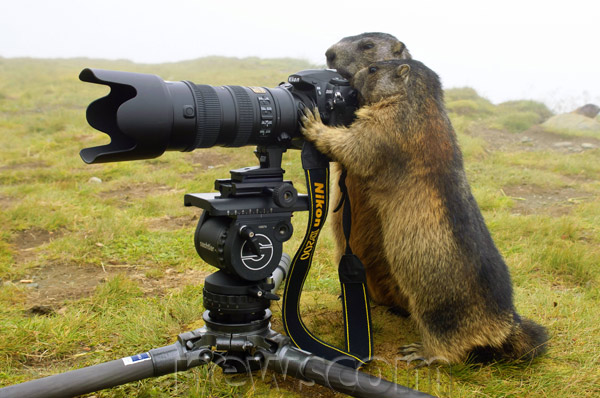 Животные и фотоаппарат