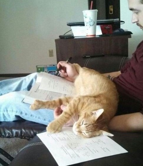 Коты из сети