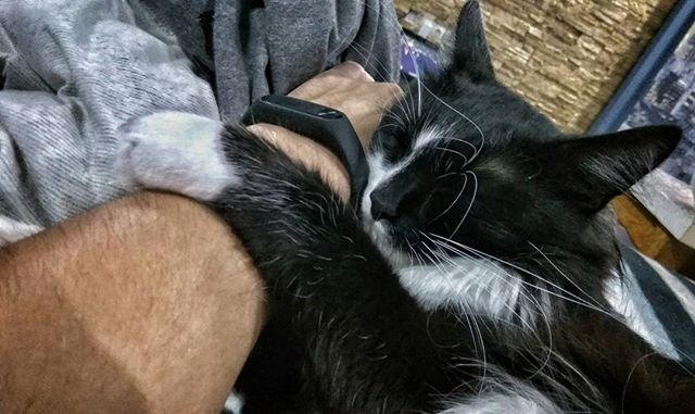 Коты и Кошки