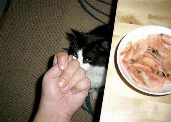 Котовторник