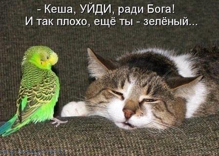 Забавные фото с надписями