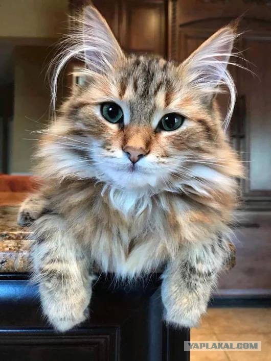 Котовторник 16.01.2018