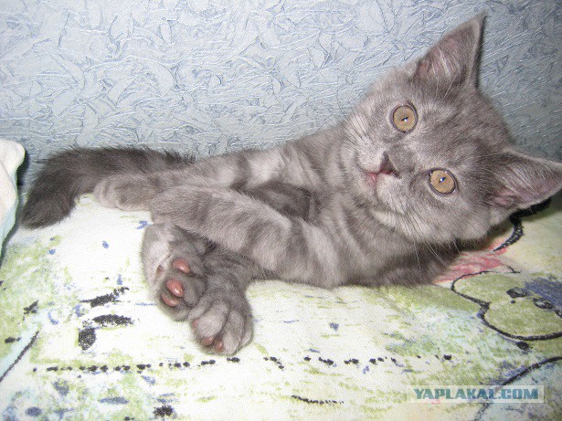 Котовторник 20.02.18
