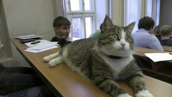 Прикольных котов пост