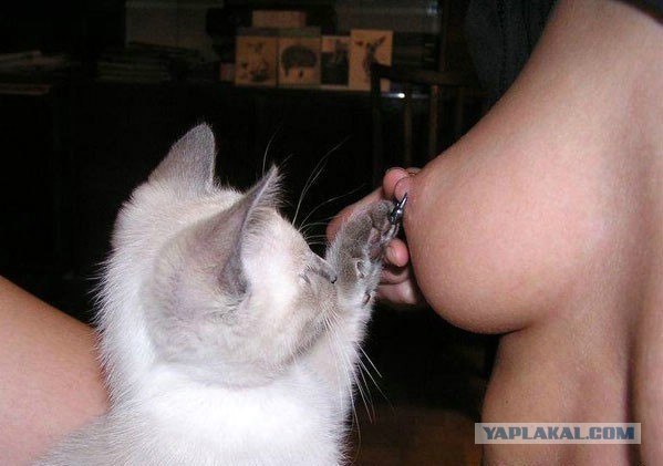 Котовторник на ЯПлакалъ (27.05.08), прикольные коты, добавляем свои!