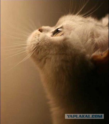 Котовторник на ЯПлакалъ