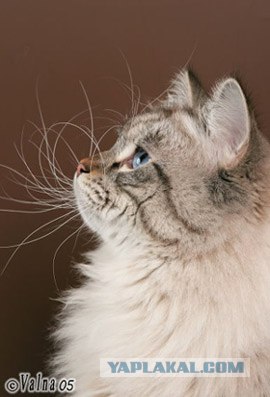 Котовторник (16.09.08)