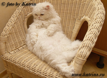 Котовторник (02.06.2009)