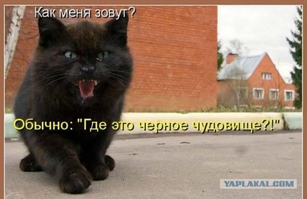 Картинки о животных
