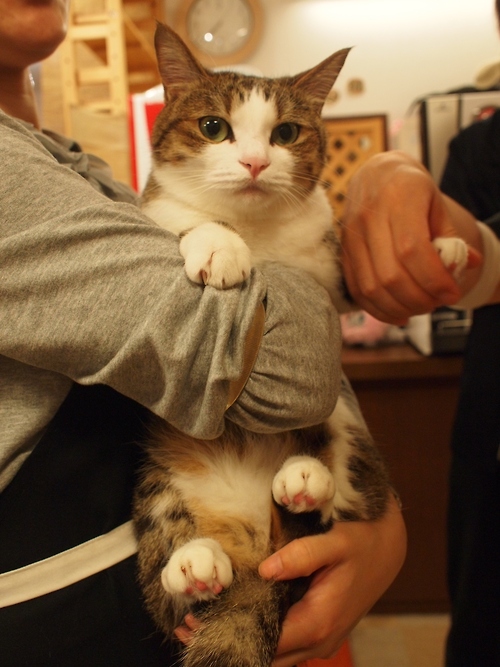 Котовторник на 22 июня