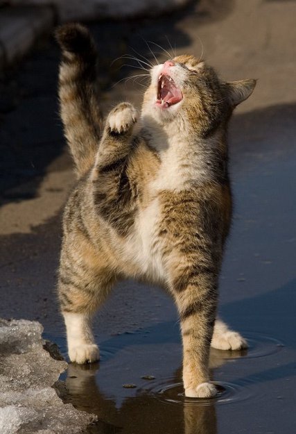 Супер-котофото на котовторник
