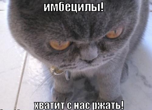 Котовторник! 08.11.11