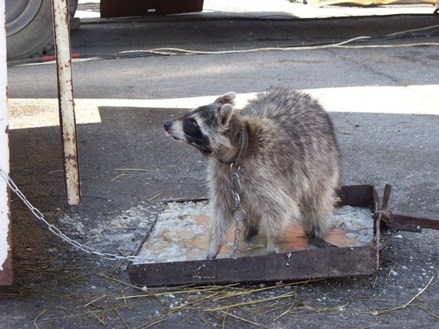 Как приманить енотов для фотосессии?