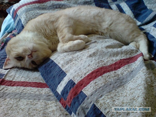 Котовторник (21.02.2012)
